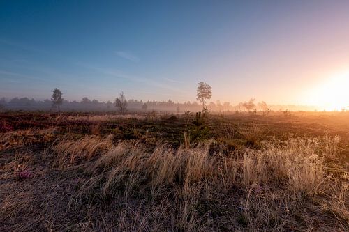 Helmgras buigt naar opkomende zon