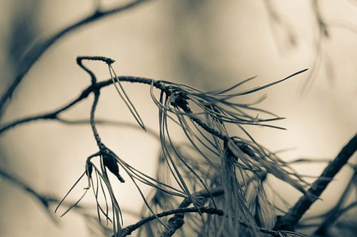 moody pine branch