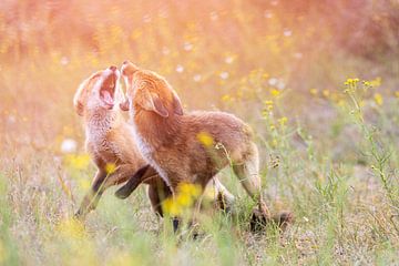 Fighting Foxes by Andius Teijgeler