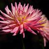 flower power : dahlia met krabspinnetje van lieve maréchal