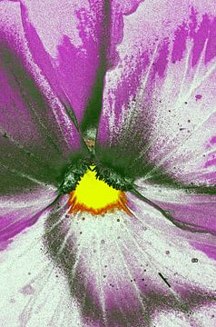 Flower in Purple & Yellow von De Rover