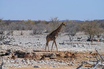 Giraf en impala's van Merijn Loch