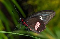 Schmetterling
