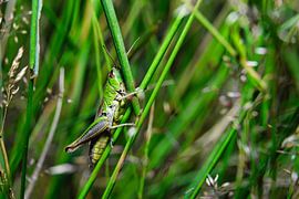 A view of a grasshopper in its natural habitat by Andreas Völkel