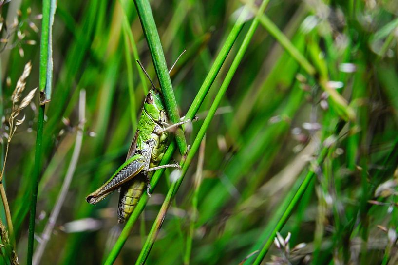 Vue d'une sauterelle dans son habitat naturel par Andreas Völkel