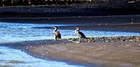 Neuseeland - Blaumaskenkormoran