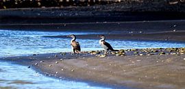 Neuseeland - Blaumaskenkormoran von Dennis Keaz