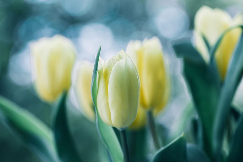Tulips in the light by Martina Weidner