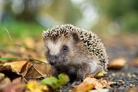 Herfst egel