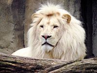 Witte leeuw