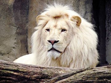 Witte leeuw van Adri Vriens