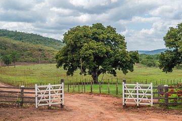Boom voor de poort van een boerderij in het binnenland van Bahia van Castro Sanderson