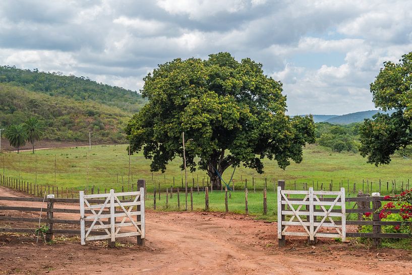 Arbre devant le portail d'une ferme à l'intérieur de Bahia par Castro Sanderson
