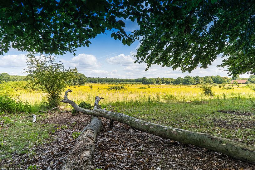 Plantage Willem III, Utrechtse Heuvelrug par Marco Hoogma