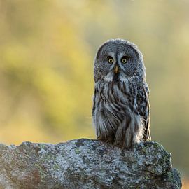 Bartkauz * Strix nebulosa * im frühen Morgenlicht von wunderbare Erde