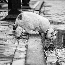 Cat drinks from a rain puddle (black and white) by Jeroen de Jongh