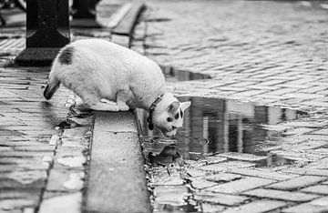 Kat drinkt uit een regenplas (zwart-wit)