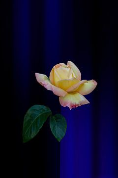 geel rode roos met fantasie achtergrond donker blauw
