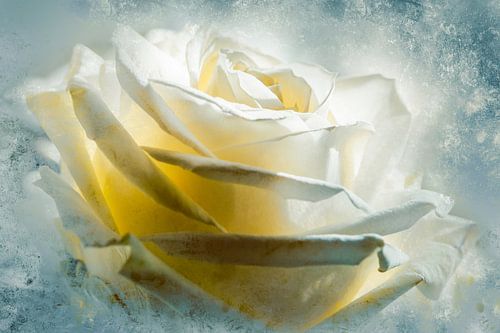 Witte roos in het fonkelende licht