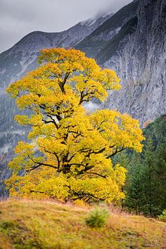 Maple tree at the Großer Ahornboden in Austria in autumn with storm clouds by Robert Ruidl