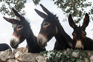 Drei gemütliche Esel von DsDuppenPhotography