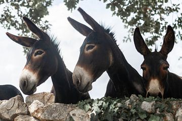 Drie gezellige ezels van DsDuppenPhotography