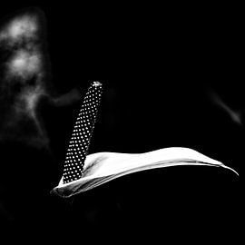 Weiße Anthurie von Ken Kühlbrandt