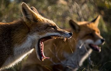 Red fox. sur Robert Moeliker
