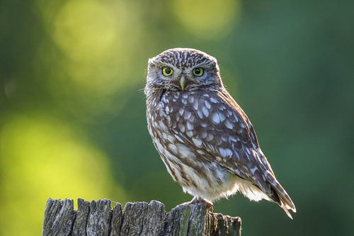 Little owl in morning light