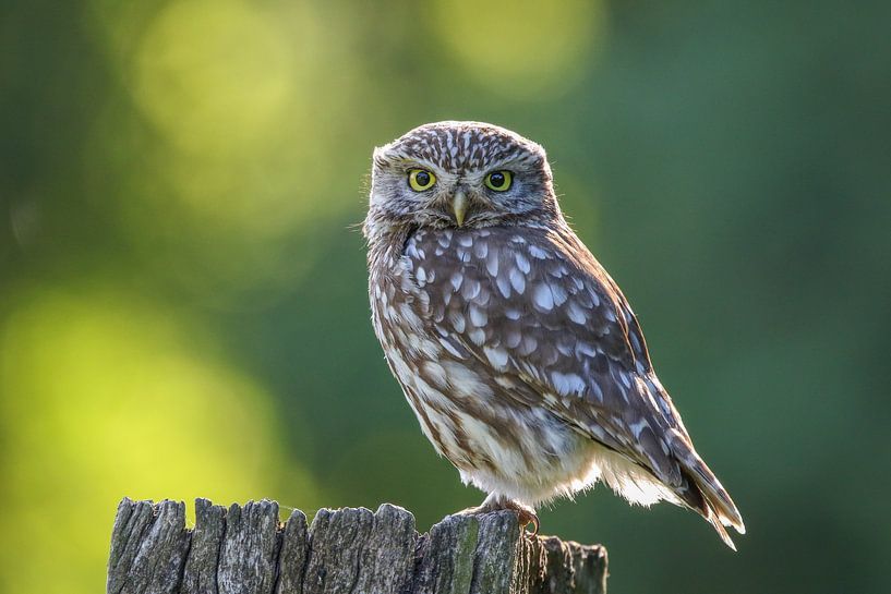 Petite chouette dans la lumière du matin par Jasper Kok