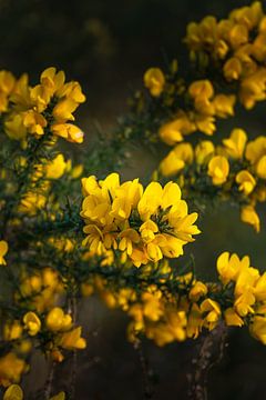 Close-up van de gele bloemen van een Gaspeldoorn van Rob Baken