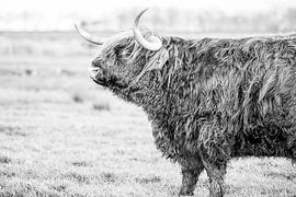 Scottish Highlander by Simone Zaal