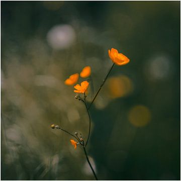 Field Flower by Philippe verspeek
