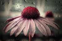 Triste Solitude