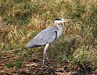 Blauwe reiger
