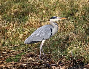 Blauwe reiger