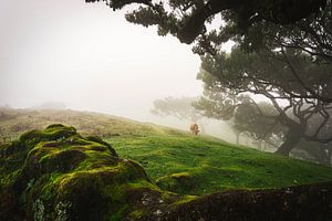 Fanal Forest, Madeira van Luc van der Krabben