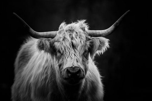 Scottish Highland Cattle