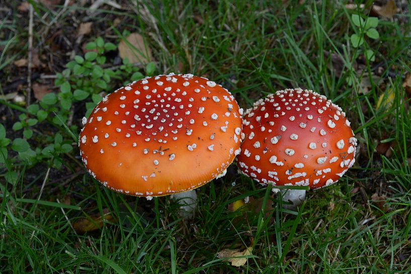 Autumn has arrived again and that includes natural mushrooms. by tiny brok