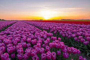 Bloeiende paarse tulpen op het platteland in Noord Holland bij zonsondergang in Nederland van Eye on You