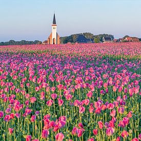 Poppies in den Hoorn. by Justin Sinner Pictures ( Fotograaf op Texel)