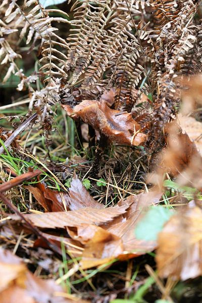Pilz von Hannelore