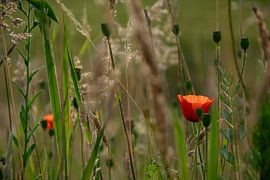 Blühende Mohnblume von Kimfaesdesign