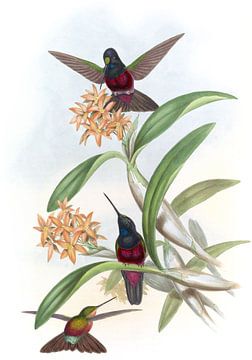 Star-frontlet, John Gould van Hummingbirds