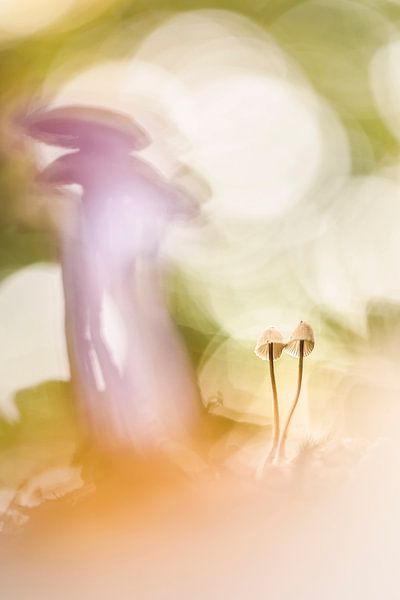 So much joy by Bob Daalder