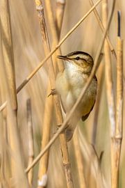 Rietgors van Martin van Kammen