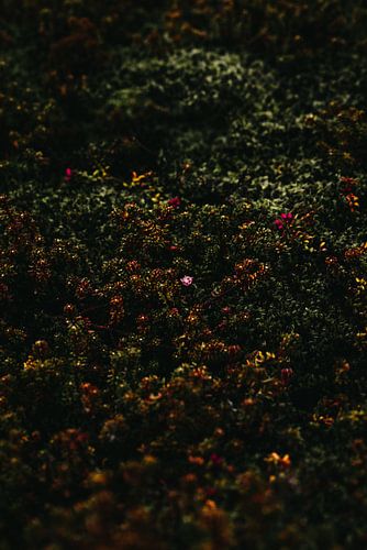 Stand out by Elise van Gils