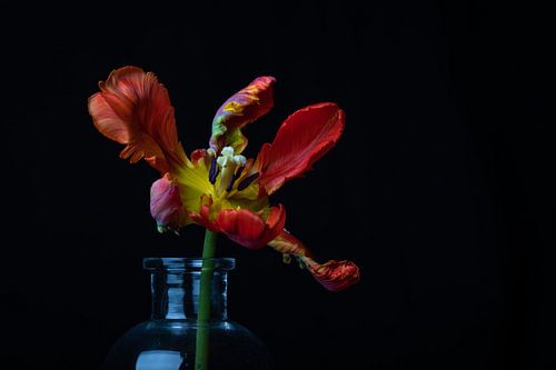 Papegaai tulp - rood