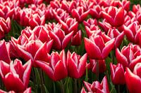 Champs de tulipes sur Goeree-Overflakkee
