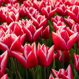 Tulpenvelden op Goeree-Overflakkee van Wessel Dekker